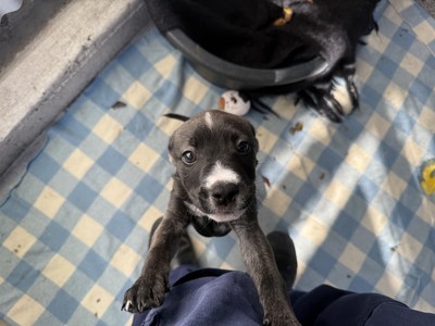 Francesca - Medium Cross Breed