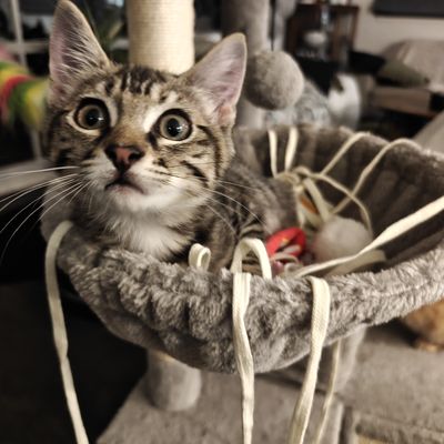 Nala