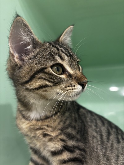 Barry - Domestic Short Hair
