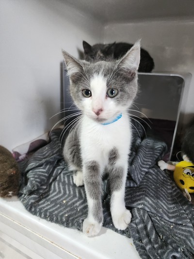 Oz - Domestic Short Hair