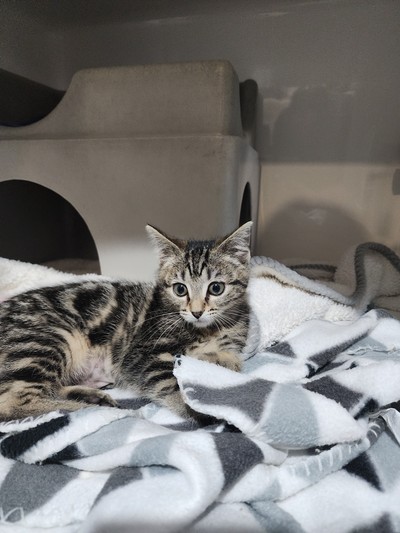Matilda - Domestic Short Hair