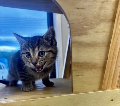 Simba - Domestic Short Hair