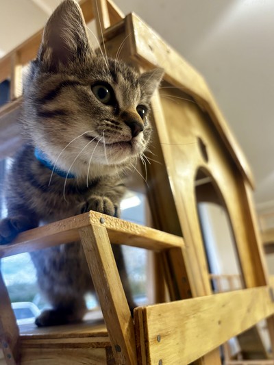 Mufasa - Domestic Short Hair