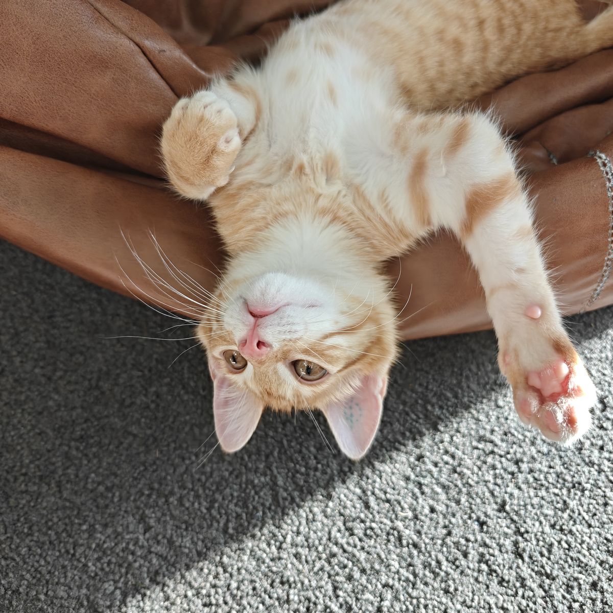 Gallery image: Purrito