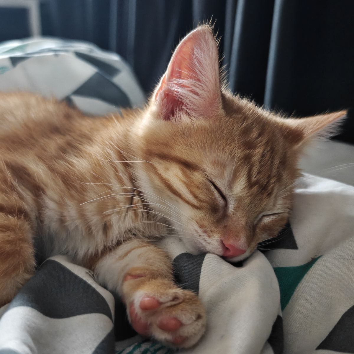 Gallery image: Purrito