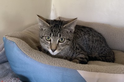 Wizz - Domestic Short Hair