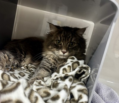 Bobby - Domestic Medium Hair