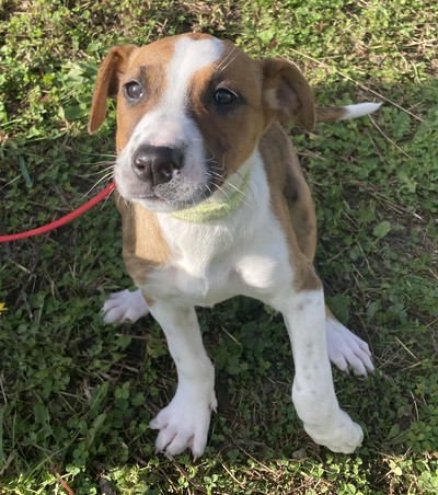 Harmony - Medium Cross Breed