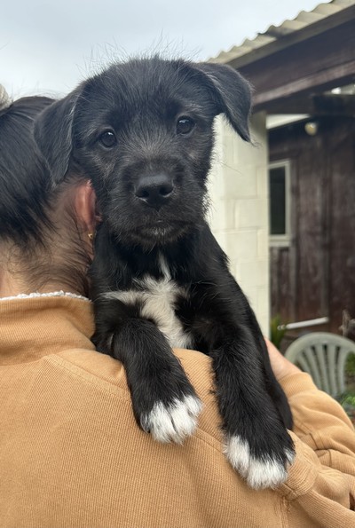 Eliza - Medium Cross Breed