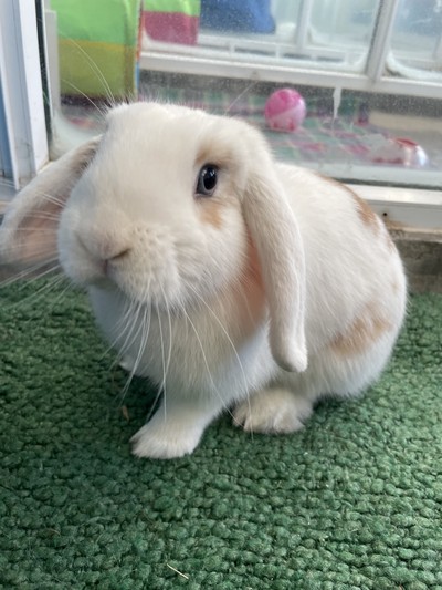 Noodles - Lop Eared