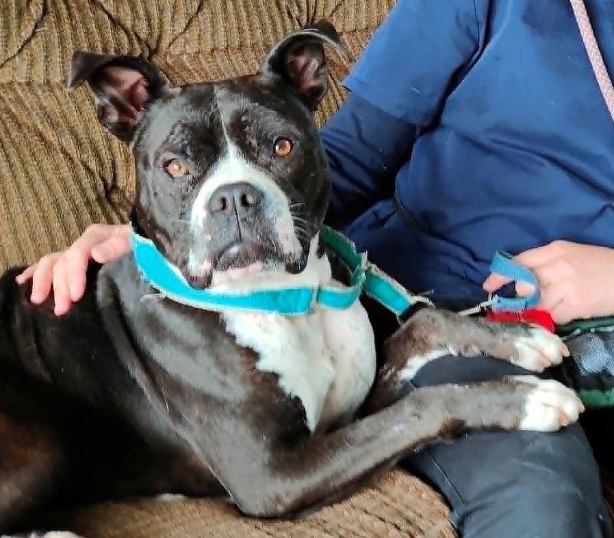 Gallery image: Buster