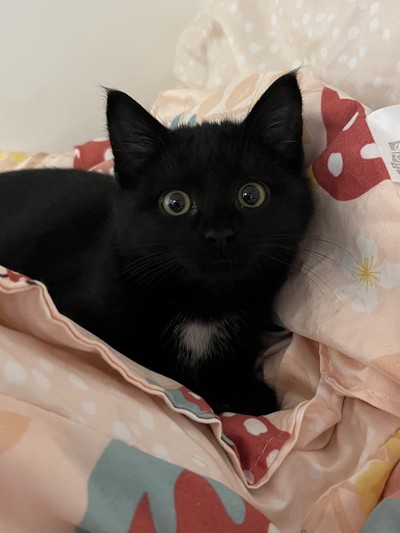 Goblin - Domestic Short Hair