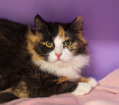 Ophelia - Domestic Longhair