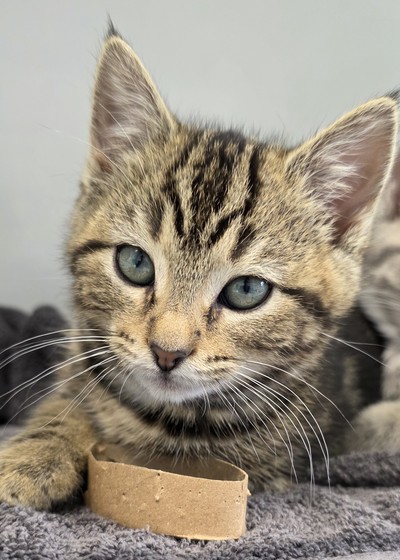 Florence - Domestic Short Hair