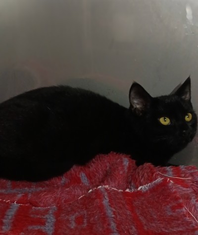 Sprout - Domestic Short Hair