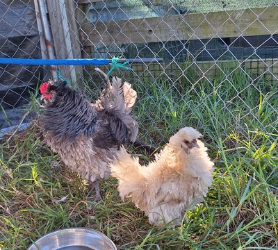 Twig - Chicken