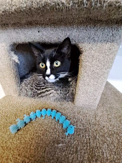 Starr - Domestic Short Hair
