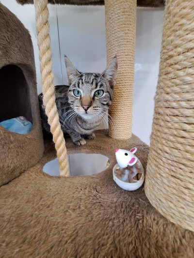 Tyron - Domestic Short Hair