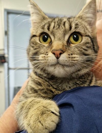 Charlie - Domestic Short Hair