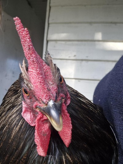 Loki - Chicken