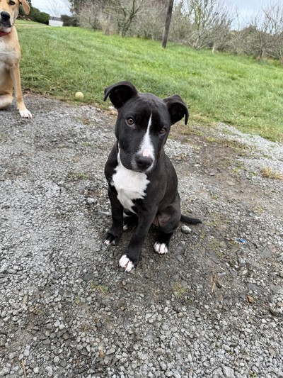 Bandit - Bull Terrier