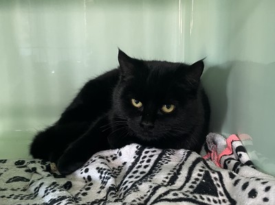 Eclipse - Domestic Short Hair