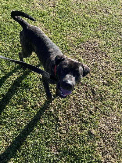 Bruno - Medium Cross Breed