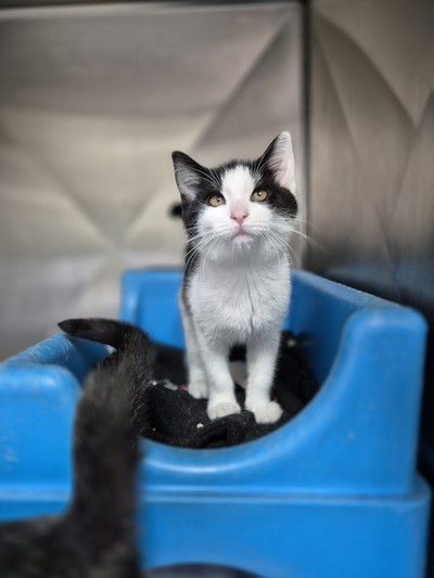 Betsey - Domestic Short Hair