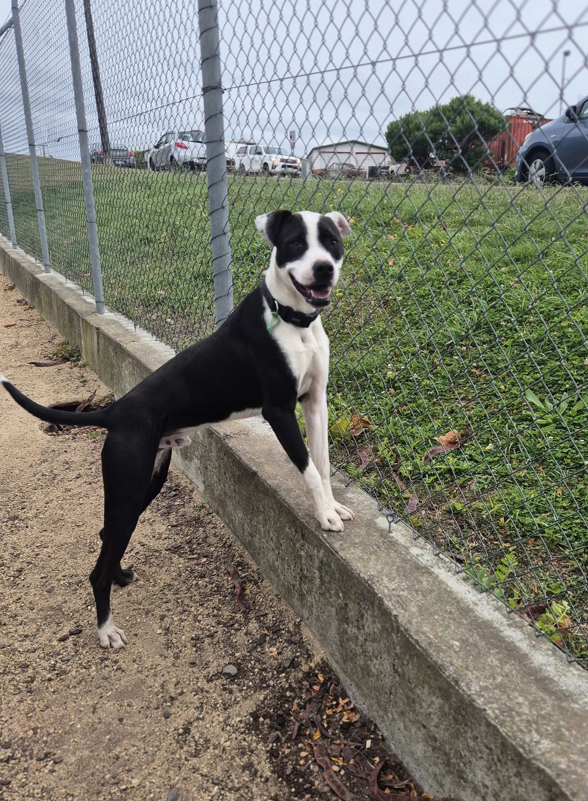 Gallery image: Oreo