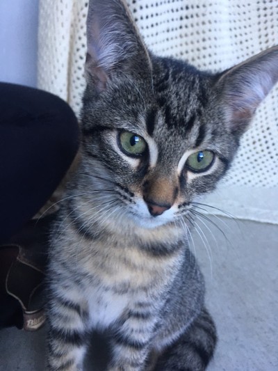 Tigg - Domestic Short Hair