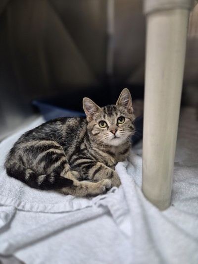 Peter  - Domestic Short Hair