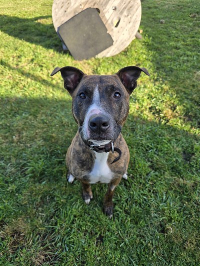 Boden - Staffordshire Bull Terrier
