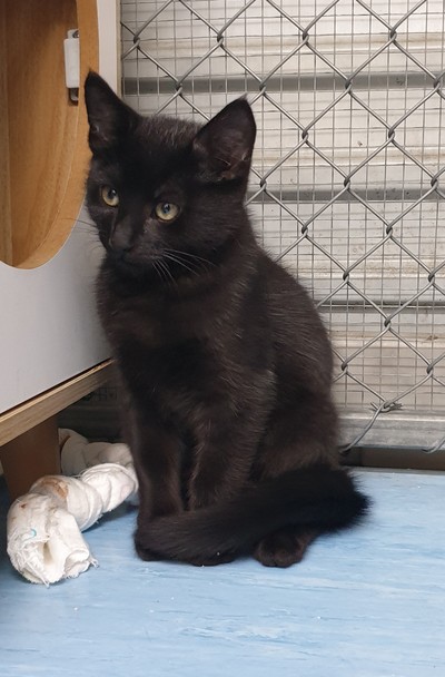Pugsley - Domestic Short Hair