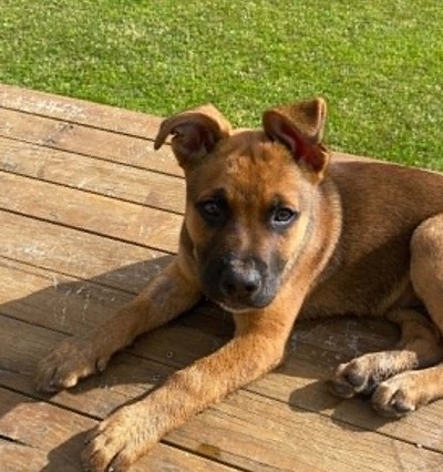 Sarge - Staffy
