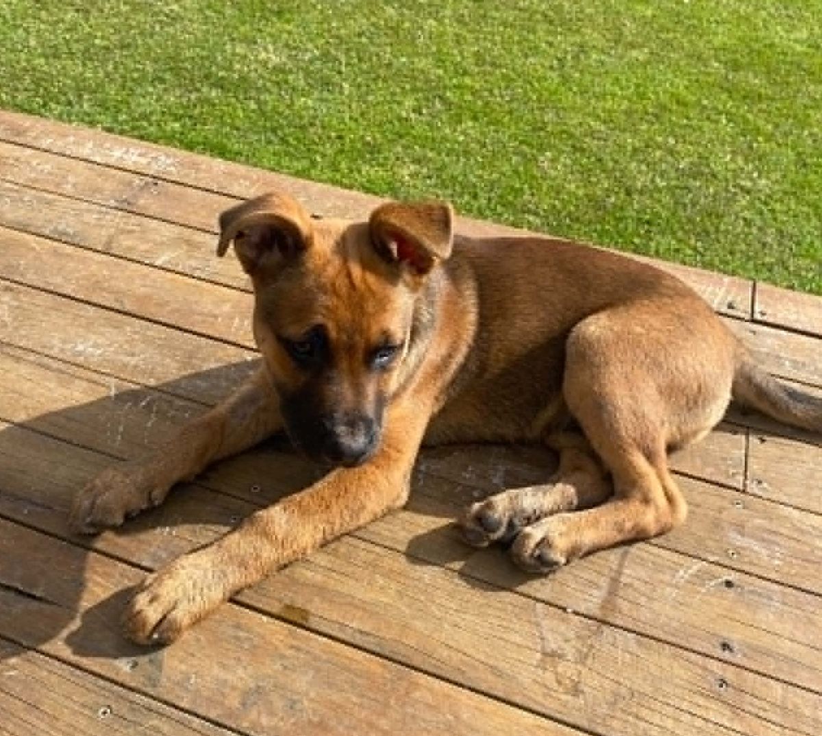 Gallery image: Sarge