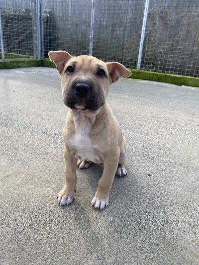 Harvey - Sharpei
