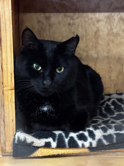 Spud - Domestic Short Hair