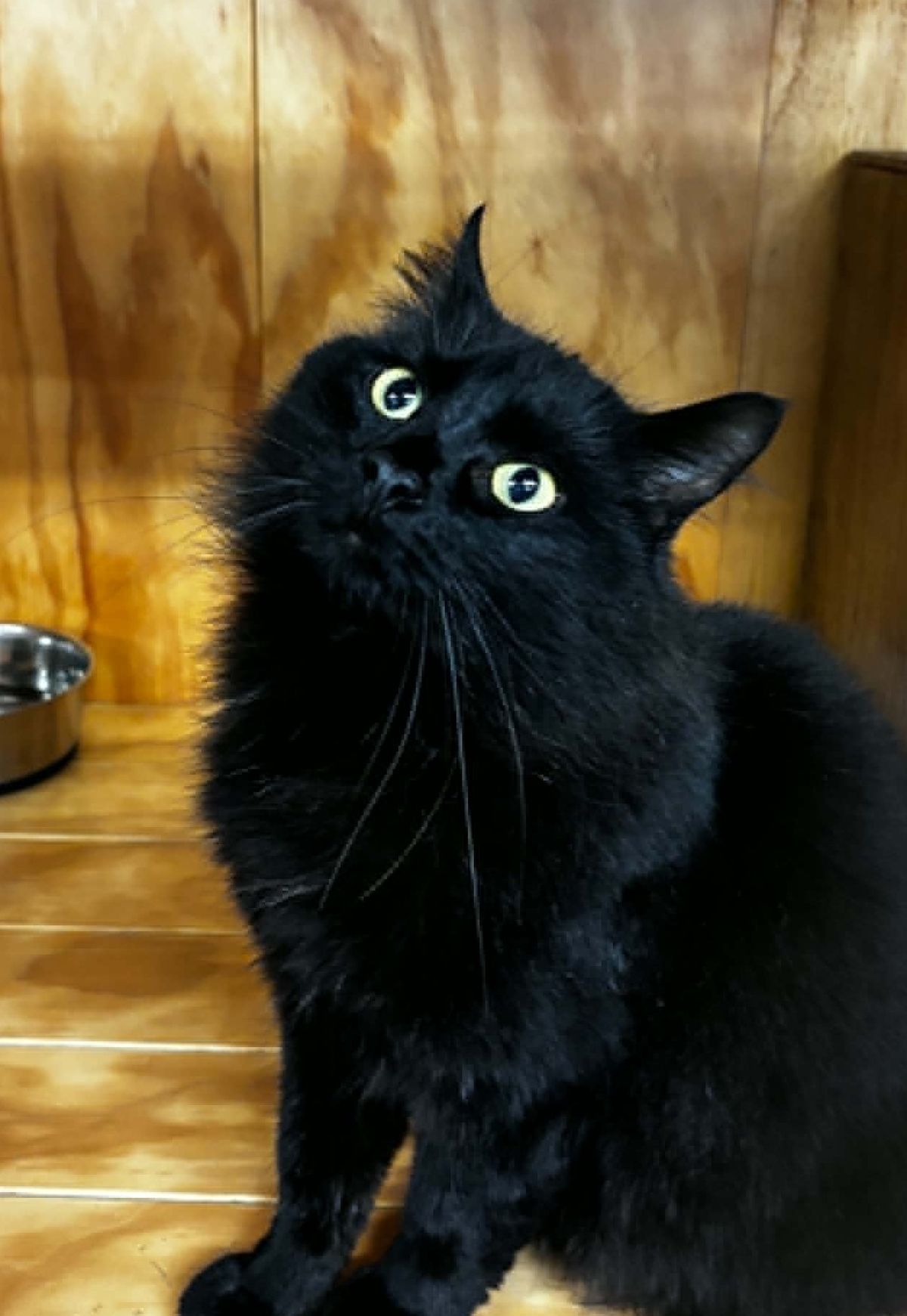 Gallery image: Meow-Meow