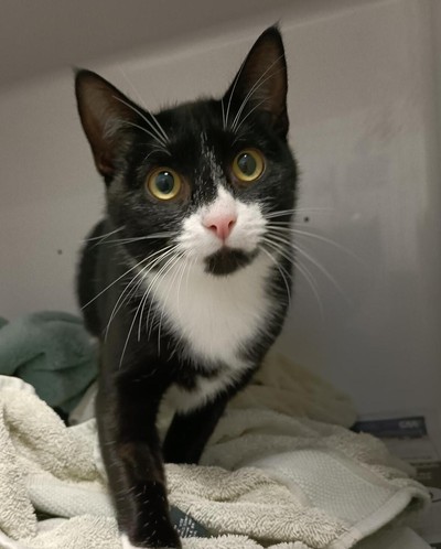 Mildred - Domestic Short Hair