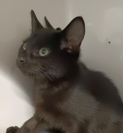 Peanut - Domestic Short Hair