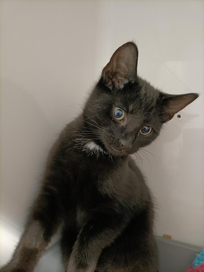 Pickle - Domestic Short Hair