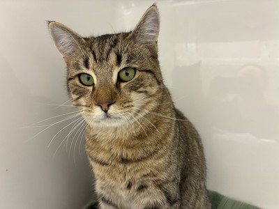 Barney - Domestic Short Hair