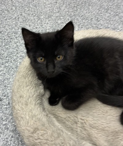 Zorlia - Domestic Short Hair
