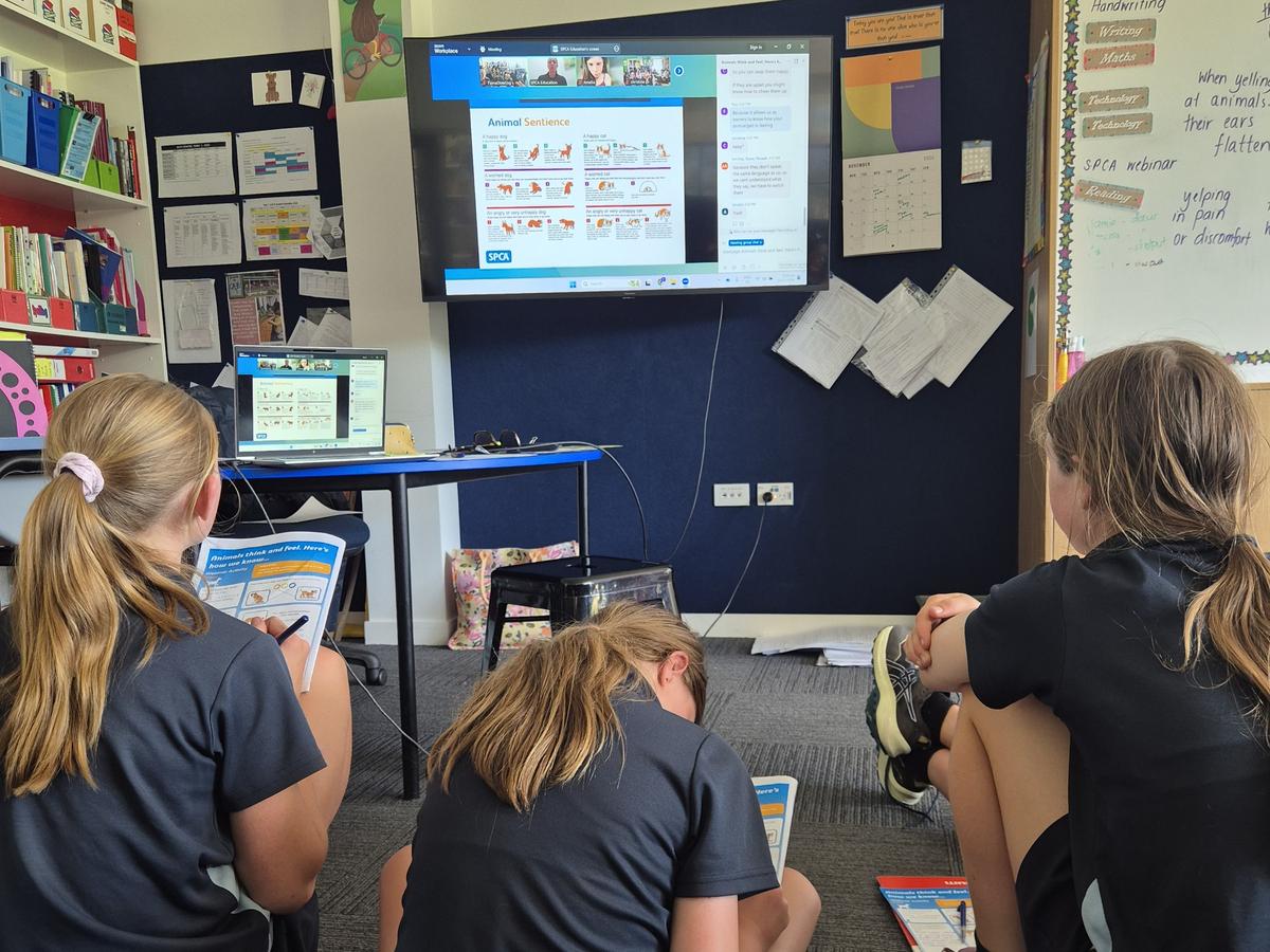 SPCA’s Live Education Webinars are returning for Term 3!