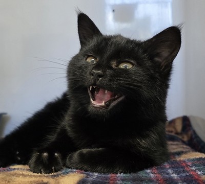 Cupcake - Domestic Short Hair