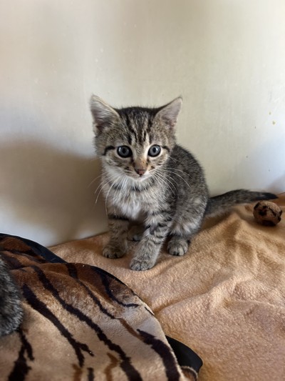 Johnny - Domestic Short Hair
