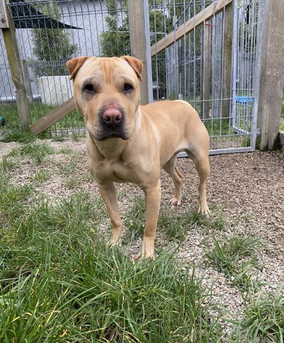 Mrs Ripley - Sharpei