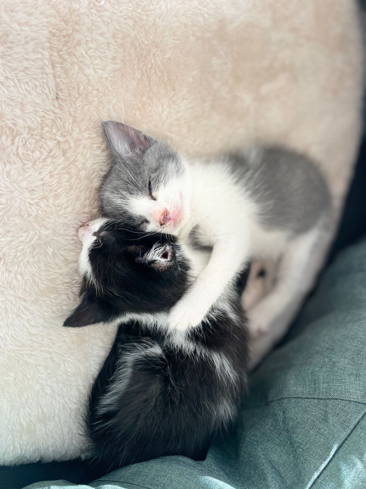 Gallery image: Muffin 