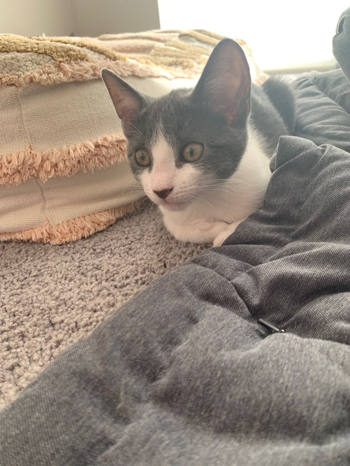 Gallery image: Muffin 