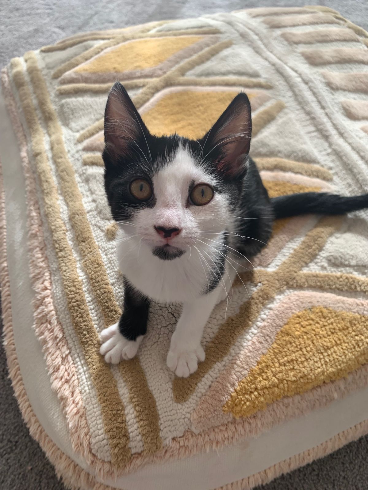 Gallery image: Oreo 